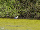 Grey Heron - Czapla Siwa